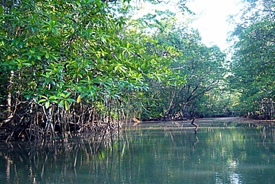 Rzeka w lesie namorzynowym w Sabang - Palawan, Filipiny