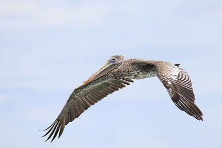 Islas de San Bernardo, Kolumbia - pelikan