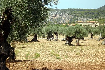 Gaj drzew oliwnych na Majorce
