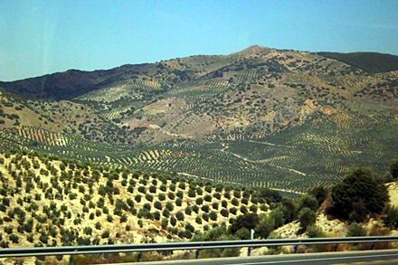 Plantacje oliwek w okolicach Jan