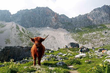 Alpejska krowa