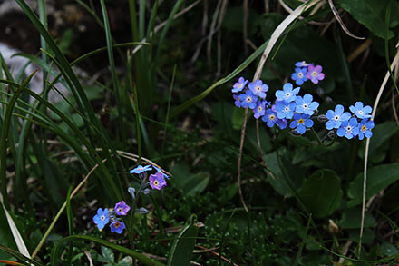 Alpejski kwiatek