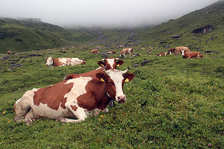 Alpejskie krowy
