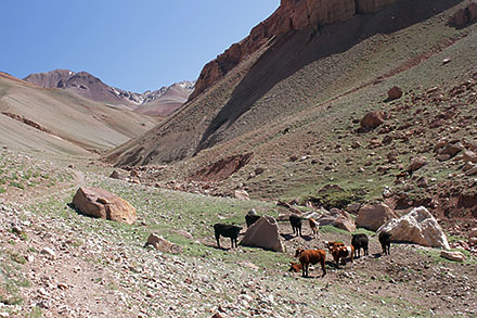 Krowy na szlaku do Cerro Penitentes