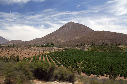 Chile - wszechobecne winnice