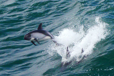 Delfiny w Cieninie Magellana