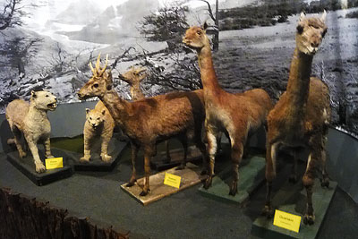 Punta Arenas - muzeum salezjaskie - zwierzta Patagonii